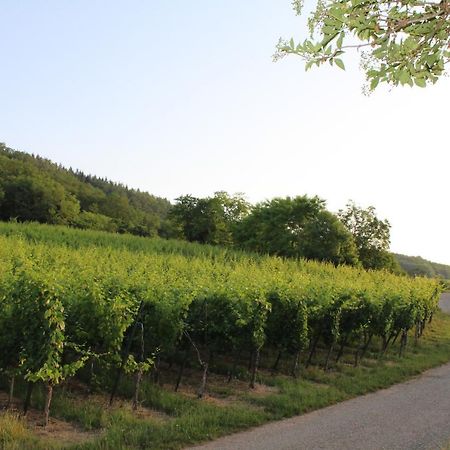 A L'Oree Des Vignes, Superbe Logement De 80 M2 Wangen Dış mekan fotoğraf