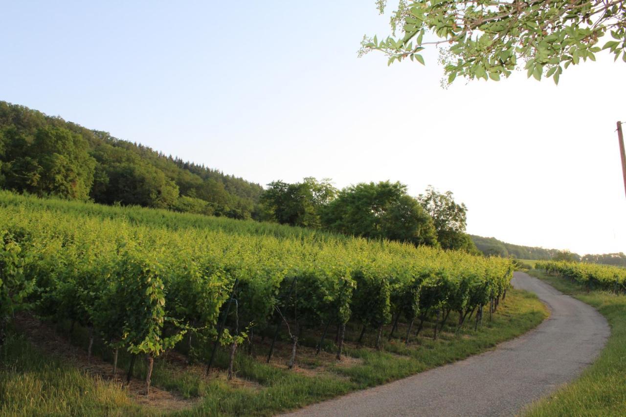 A L'Oree Des Vignes, Superbe Logement De 80 M2 Wangen Dış mekan fotoğraf